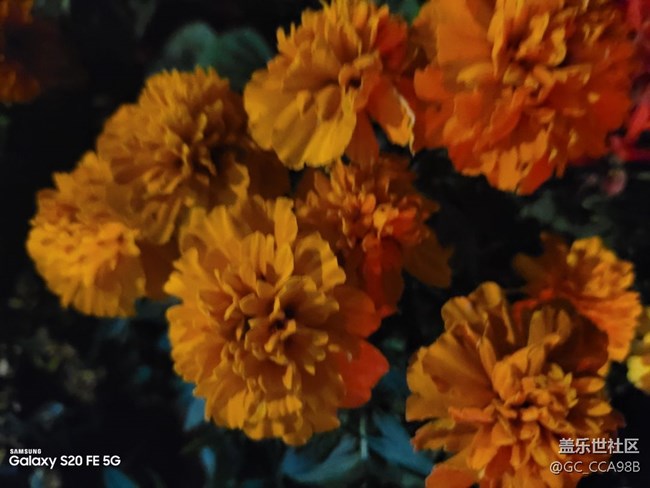 【微距里的景色】鲜花