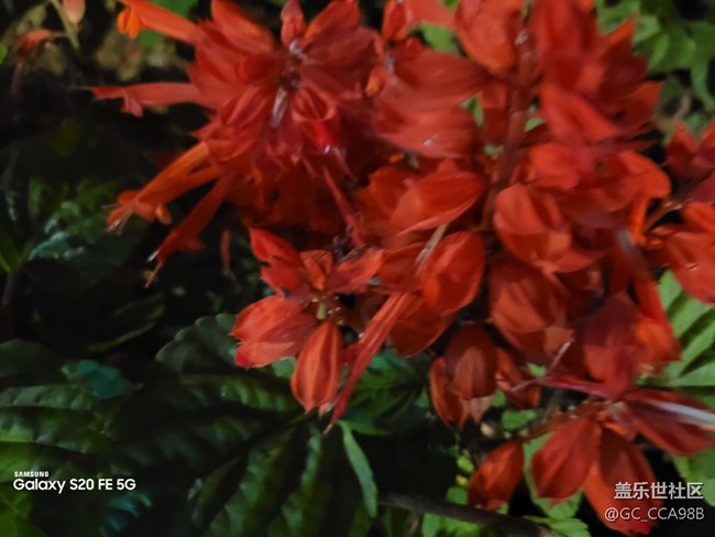 【微距里的景色】鲜花