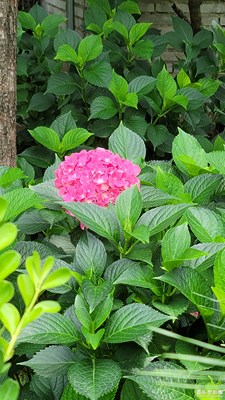 绣球花