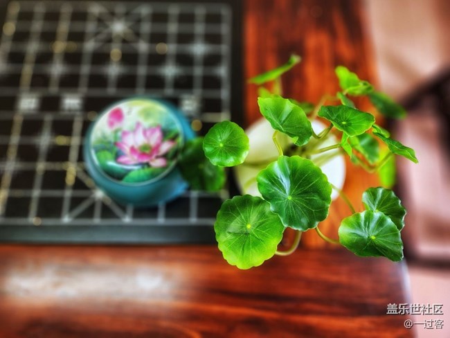 #静物写真——盆栽