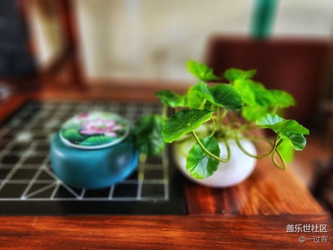 #静物写真——盆栽