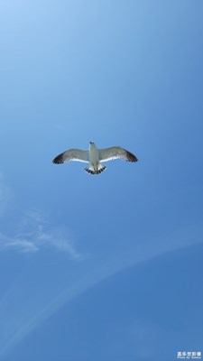 问一声那海鸥