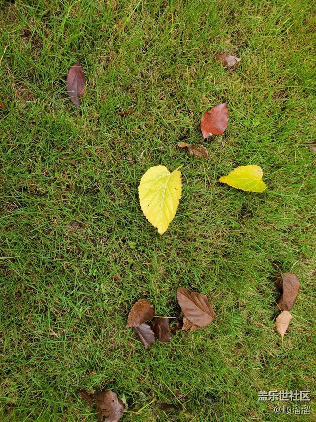 #静物写真——落叶