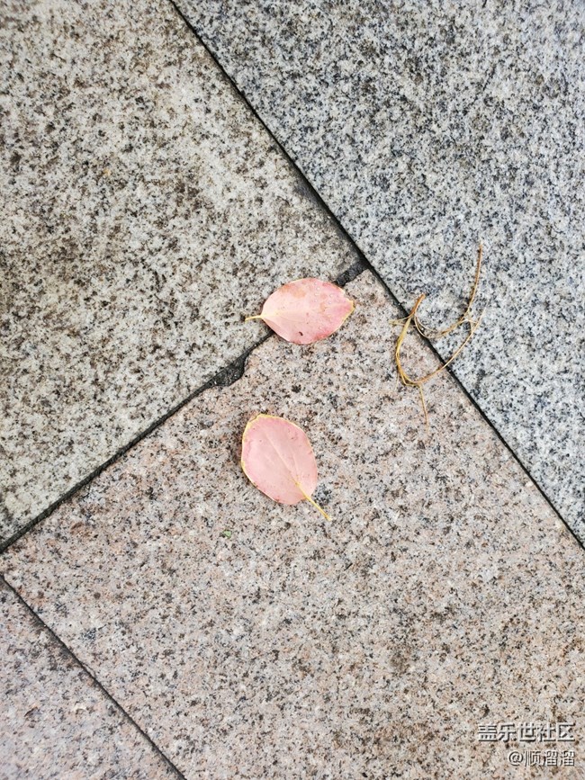#静物写真——落叶