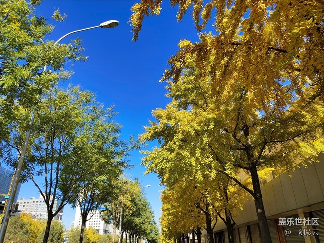 【晚秋】一叶知秋重