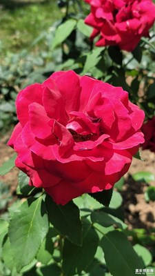 月季花