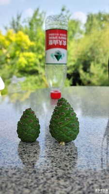 这可以叫松子吗