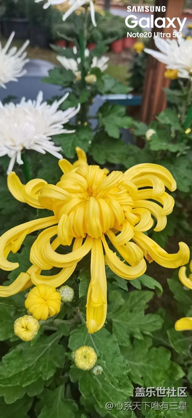 【微距里的景色】深秋赏菊之宁波植物园