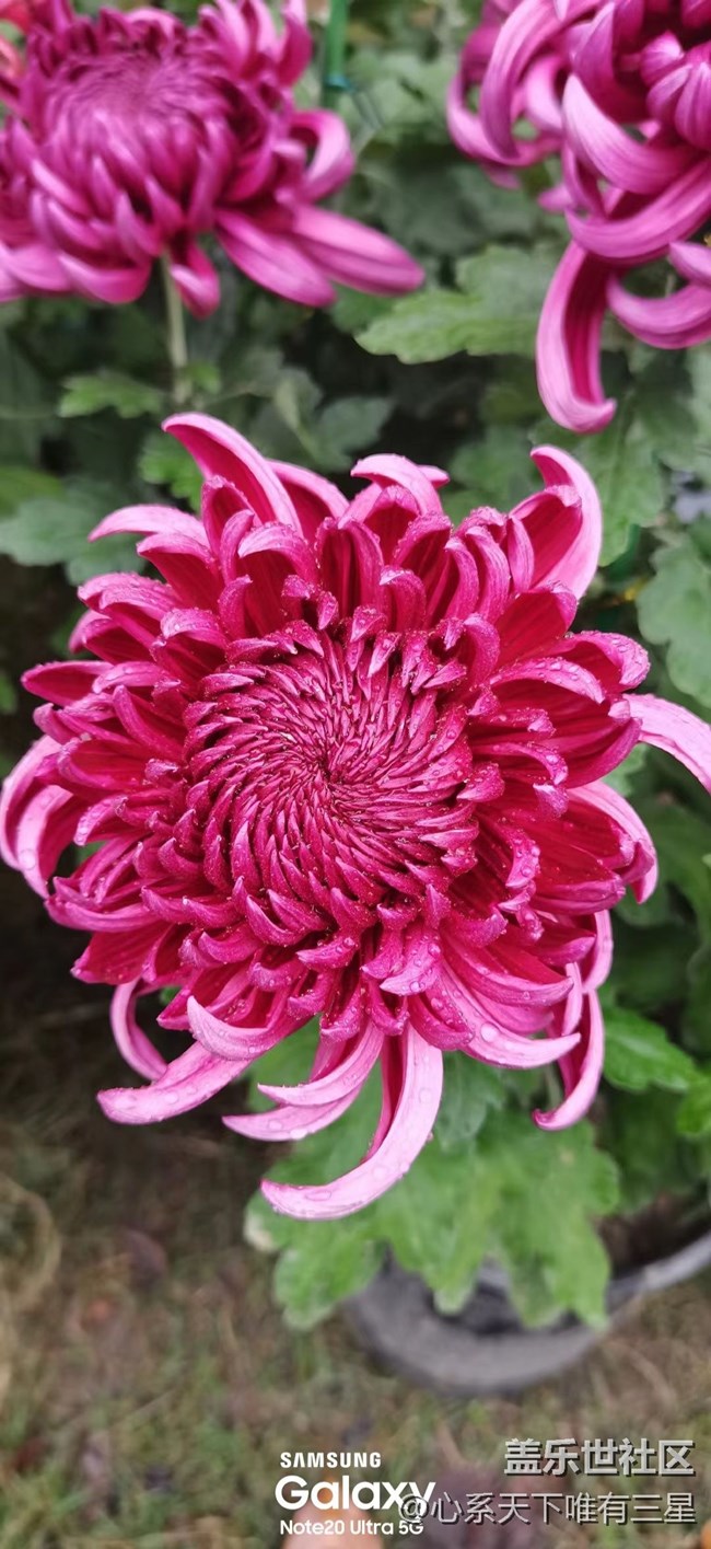 【微距里的景色】深秋赏菊之宁波植物园