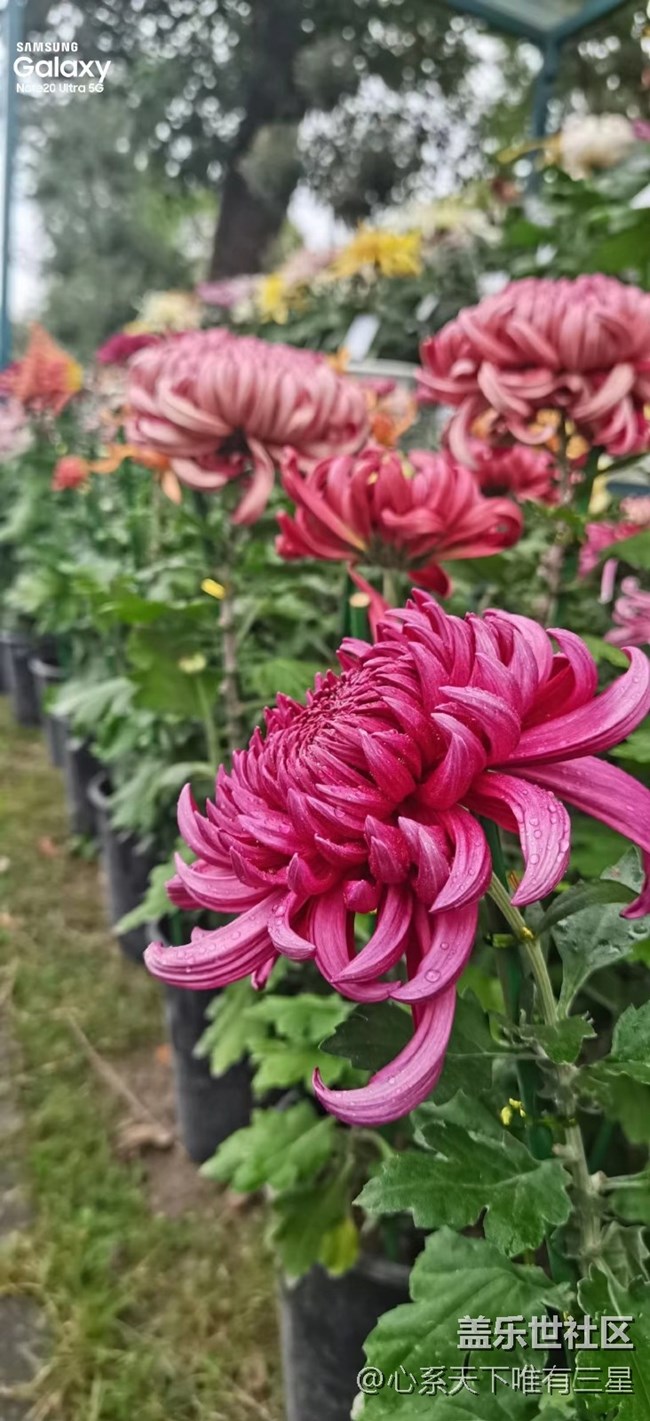 【微距里的景色】深秋赏菊之宁波植物园
