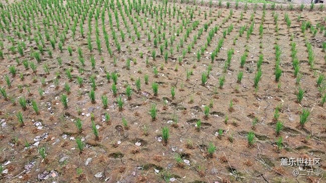 #静物写真——秧苗