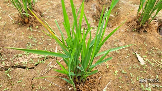 #静物写真——秧苗