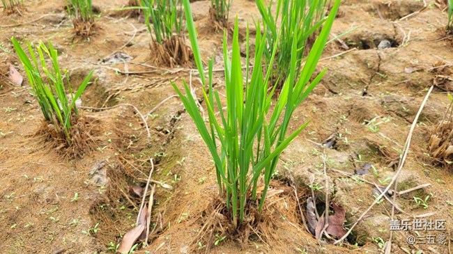 #静物写真——秧苗