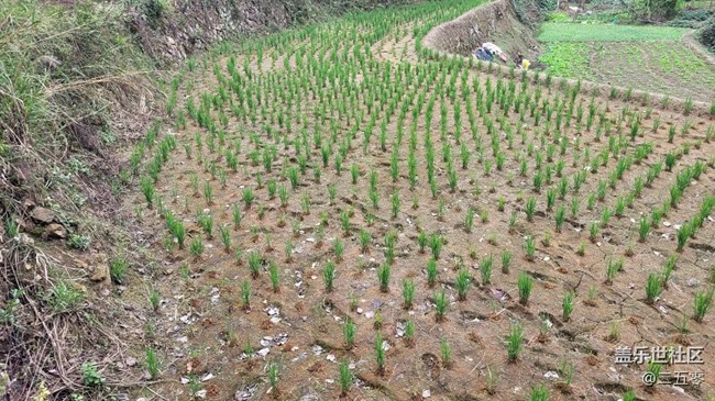 #静物写真——秧苗