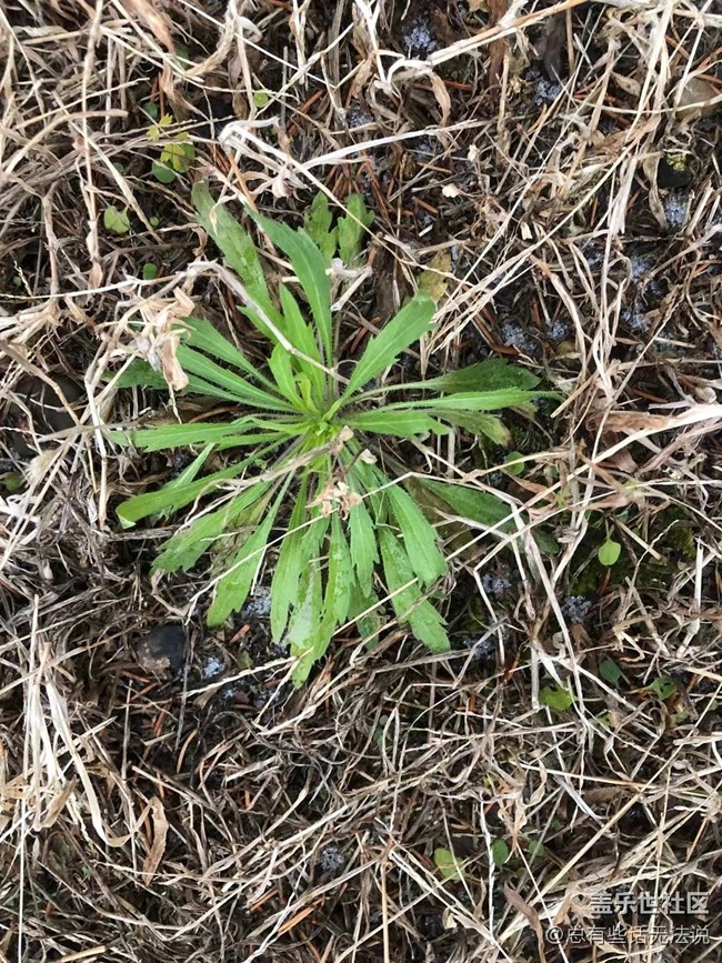 【凌冬将至】盛开的花