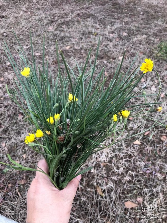 【凌冬将至】盛开的花