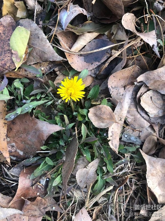【凌冬将至】盛开的花