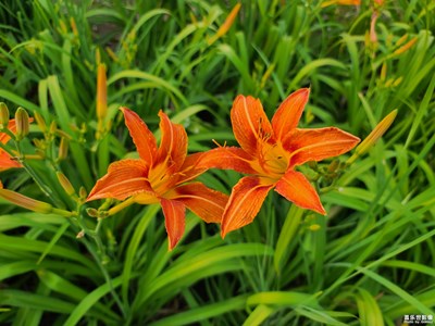 花儿