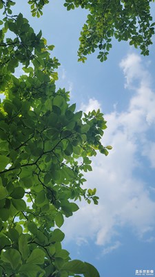 六月的植物园-2