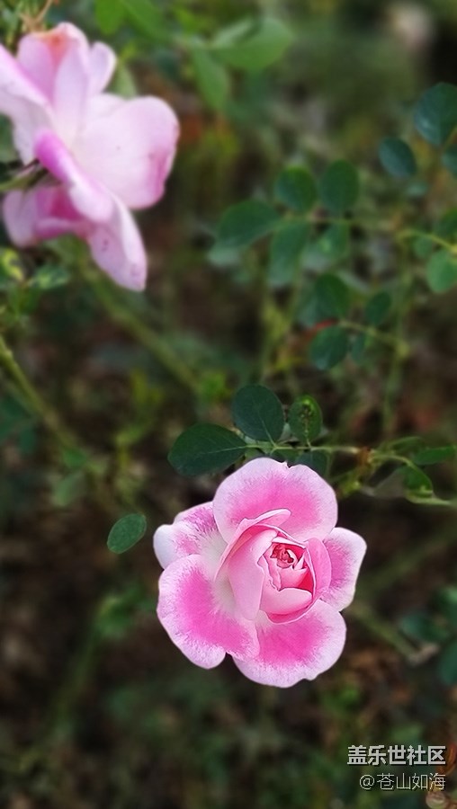 #冬日色彩——冬季到绿城来看花