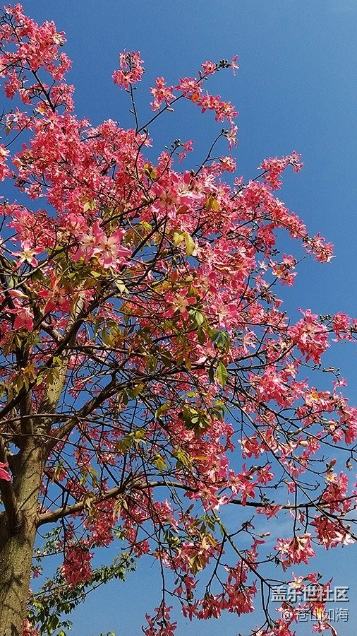 #冬日色彩——冬季到绿城来看花