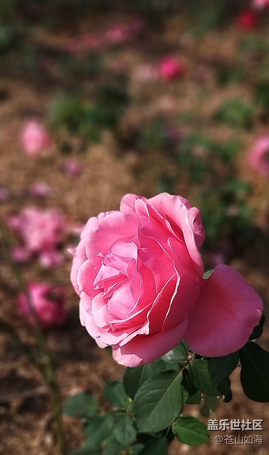 #冬日色彩——冬季到绿城来看花