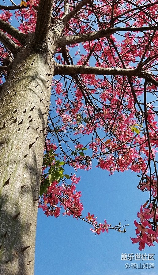 #冬日色彩——冬季到绿城来看花