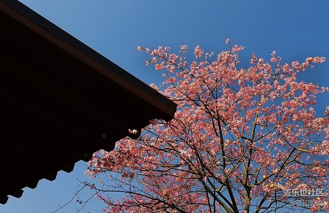 #冬日色彩——冬季到绿城来看花