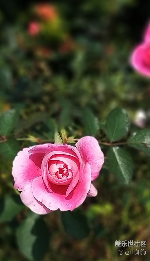 #冬日色彩——冬季到绿城来看花