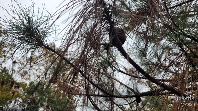 #冬日色彩——松树