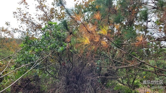 #冬日色彩——松树