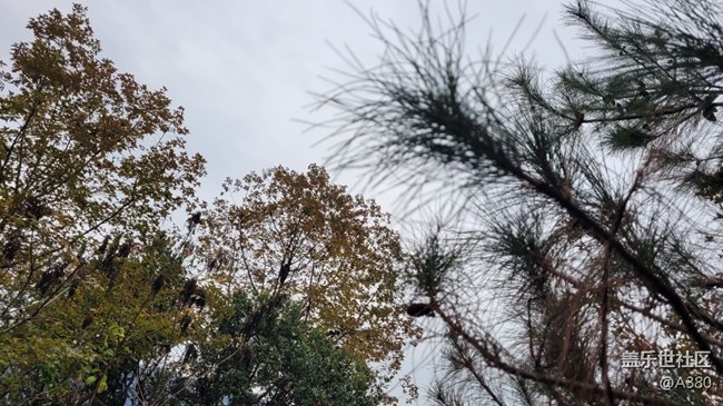 #冬日色彩——松树