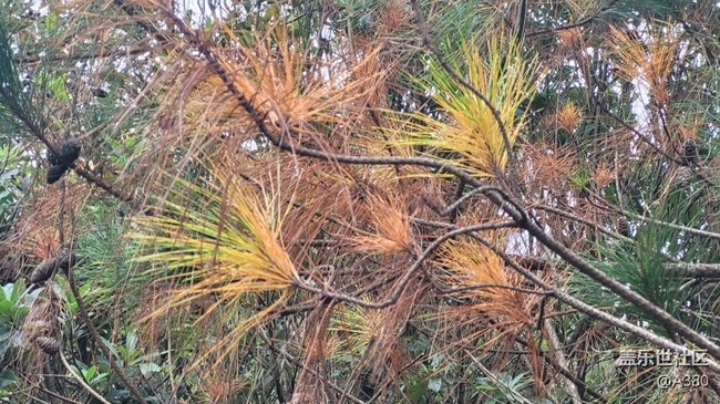 #冬日色彩——松树