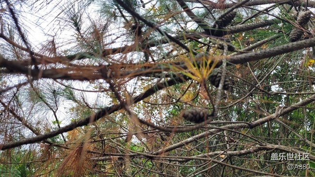 #冬日色彩——松树