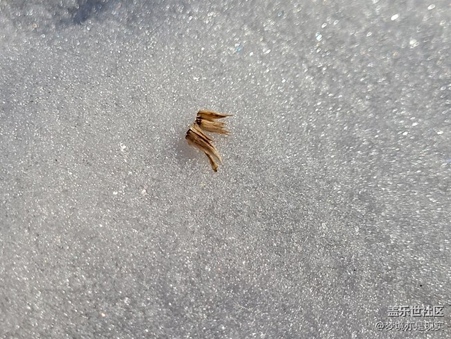 【冬日暖阳】积雪