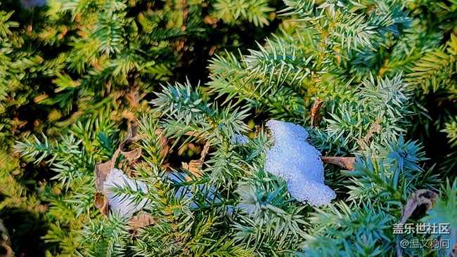 【冬日暖阳】松叶与雪花