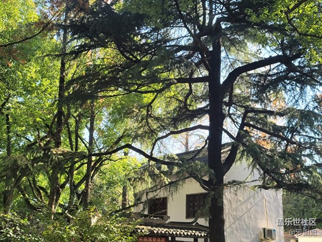 #冬日色彩——绿色依然