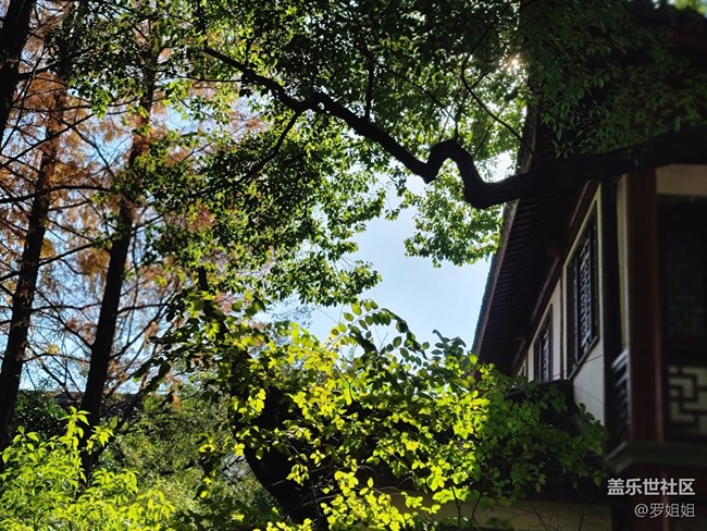 #冬日色彩——绿色依然