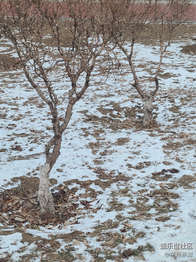 【打卡精彩生活】雪还没化
