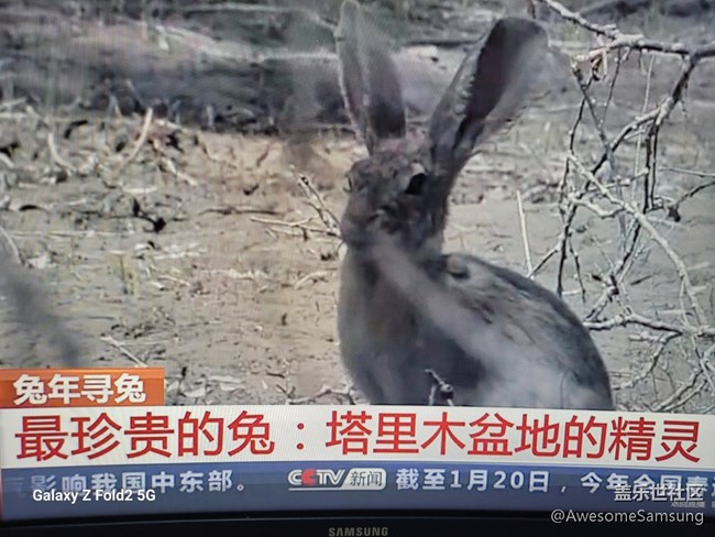 【兔年寻兔】社区的摄影主题和电视的主题，居然一致！