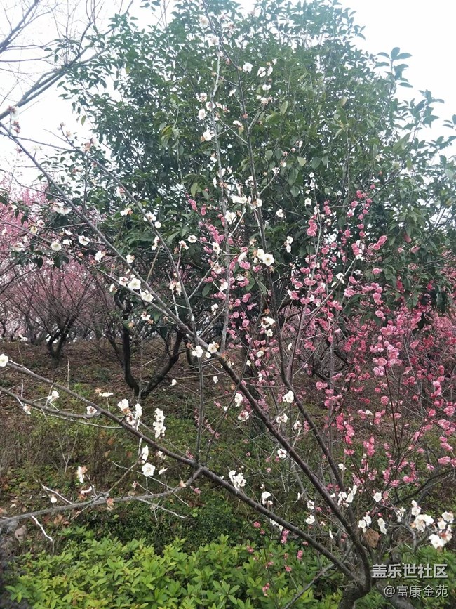 【你好】樱花