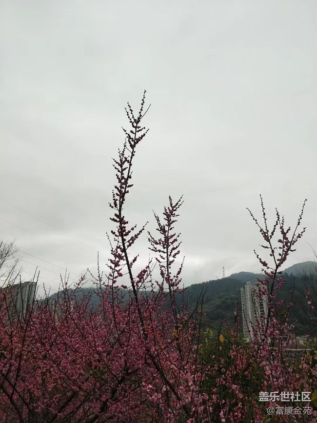 【你好】樱花
