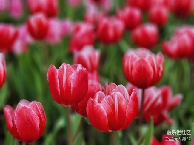 【春暖花开】+郁金香花开