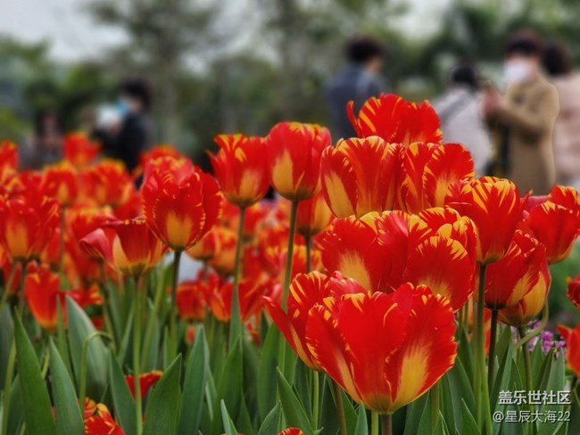 【春暖花开】+郁金香花开