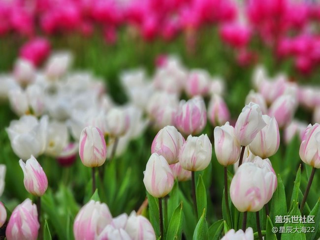 【春暖花开】+郁金香花开