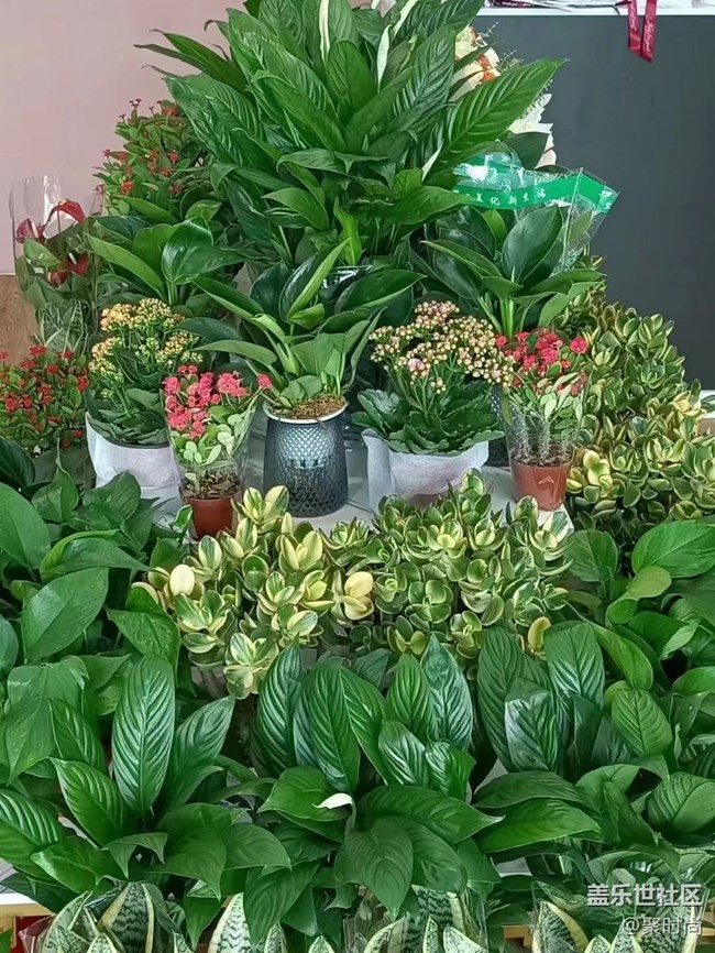 【你好】情人节