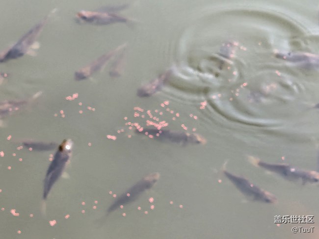 #你好，二月——喂鱼