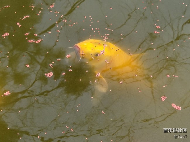 #你好，二月——喂鱼