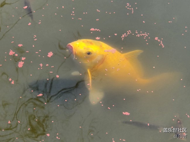 #你好，二月——喂鱼