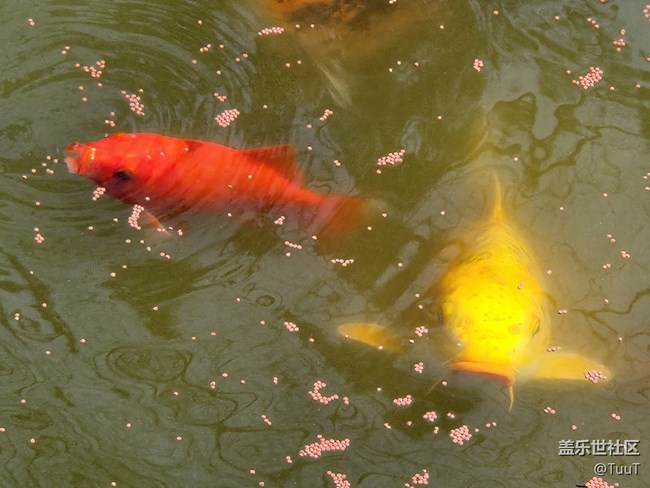 #你好，二月——喂鱼